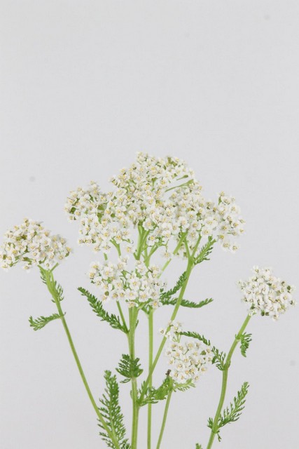 Achillea White Beauty 50cm