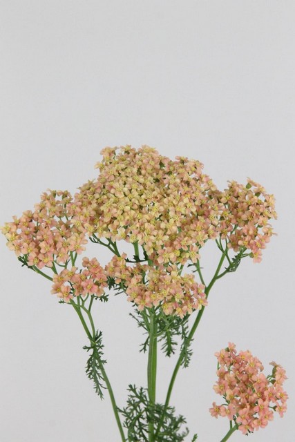 Achillea Lachsschonheit 55cm