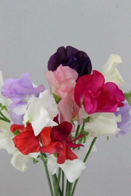 Lathyrus Odoratus Mixed In Bunch 35cm