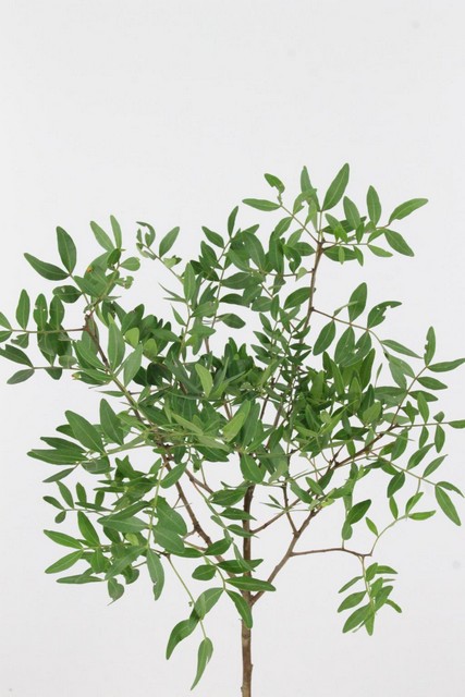 Pistacia Per Stem 60cm