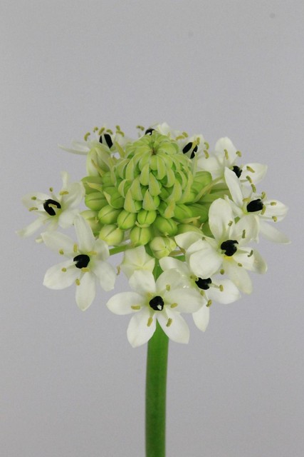Ornithogalum Saundersiae 85cm Imp