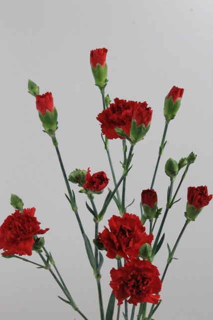 Carnation Spr Red Co