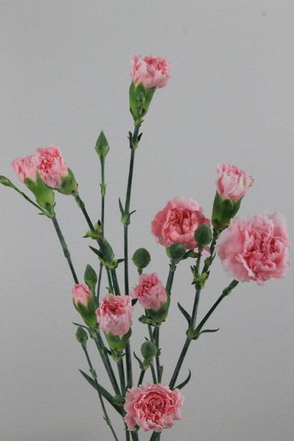 Carnation Spr Pink Co