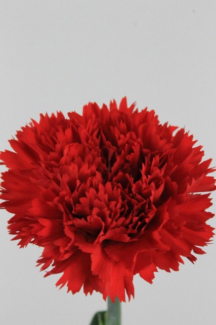 Carnation St Red 70cm Co