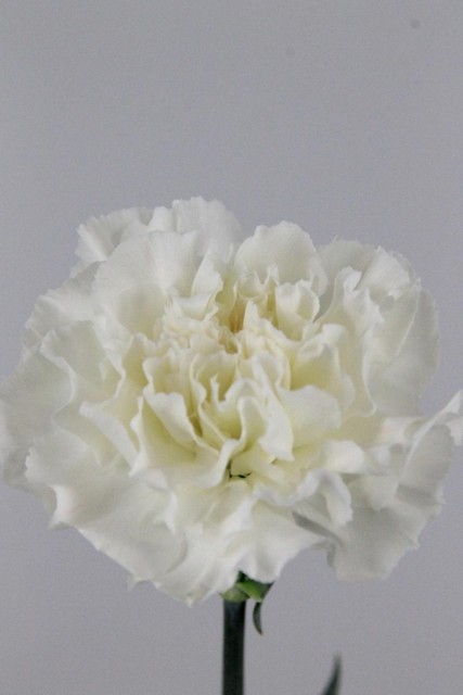Carnation St White 70cm Co