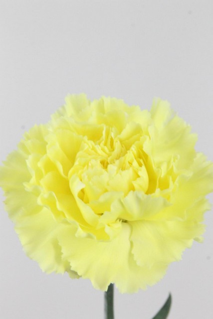 Carnation St Yellow 70cm Co