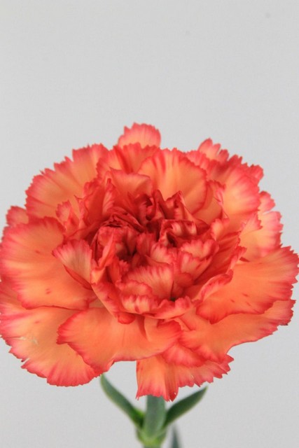Carnation St Orange 70cm Co