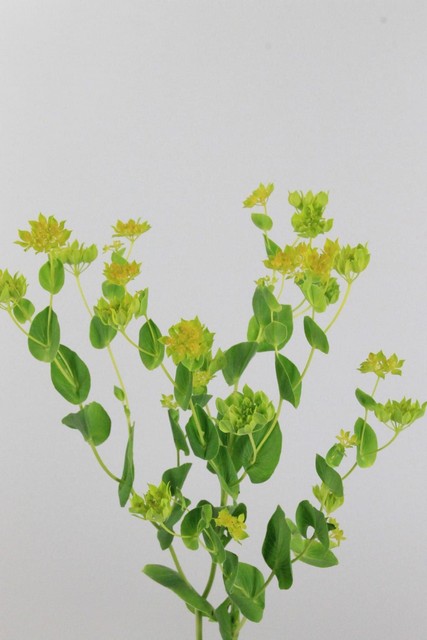Bupleurum 60cm