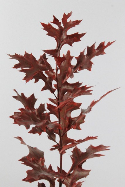 Oakleaves Palustris Dyed Red 80cm X20st