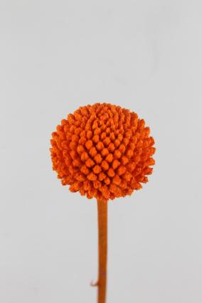 Craspedia Dyed Orange 60cm