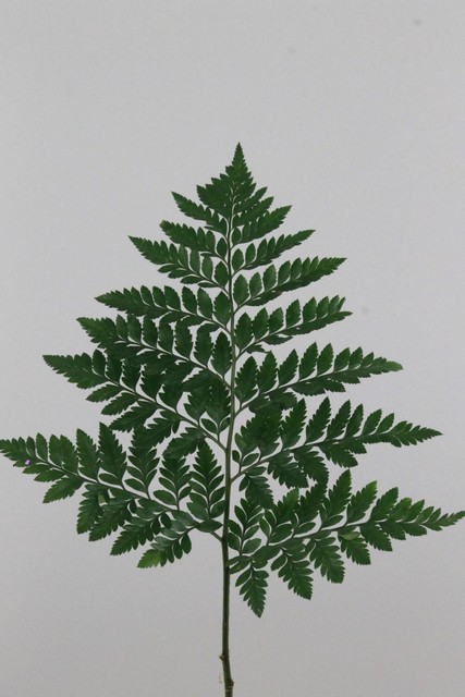 Leatherfern Cr Iia