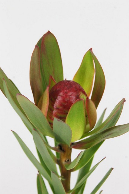 Leucadendron Ayoba African Sky 50cm