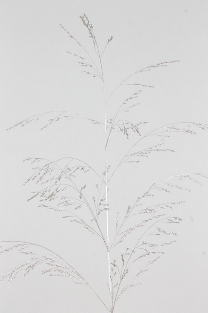 Ornamental Grass Dyed Platinum 90cm