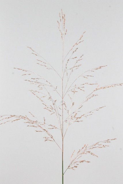 Ornamental Grass Dyed Copper 90cm