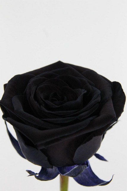 Rose Bg Red Naomi Dyed Black 70cm X10