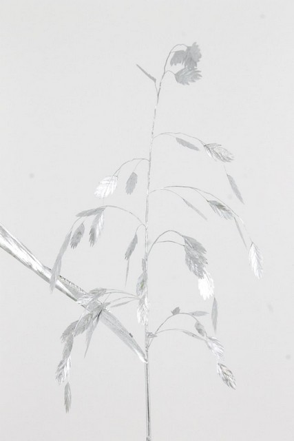 Chasmanthium Dyed Silver 70cm