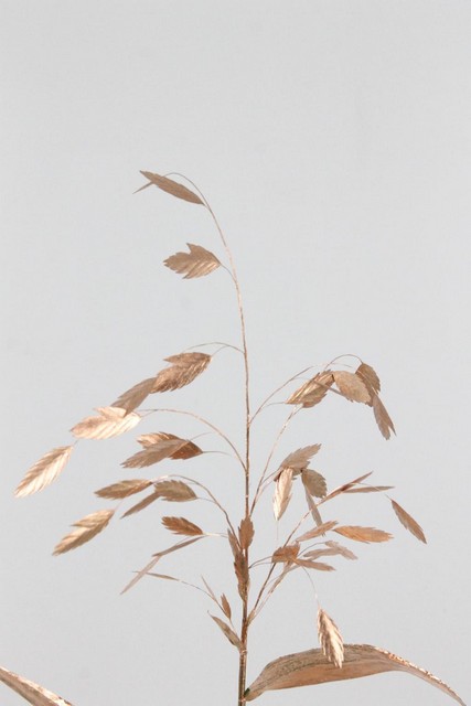 Chasmanthium Dyed Copper 70cm