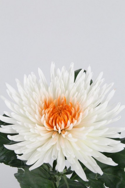 Chrys Bl Anast Dyed White/orange