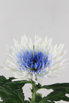 Chrys Bl Anast Dyed White/blue