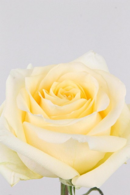 Rose Ec Creme De La Creme 50cm