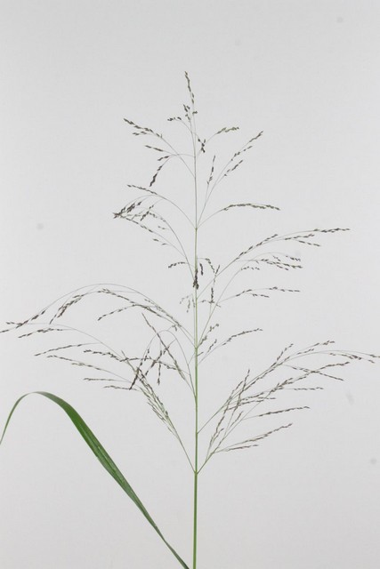 Panicum Virgatum Warrior 80cm