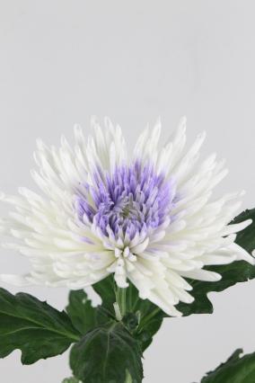 Chrys Bl Anast Dyed White/milka