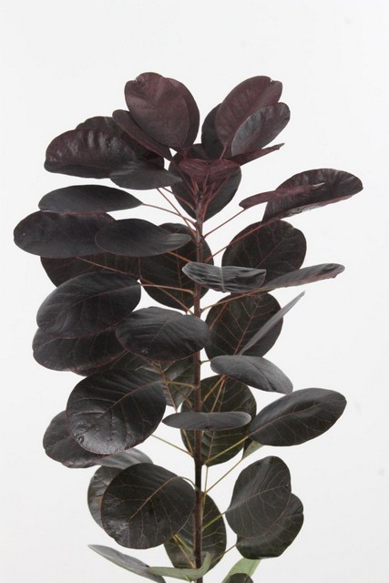 Cotinus Royal Purple 50cm