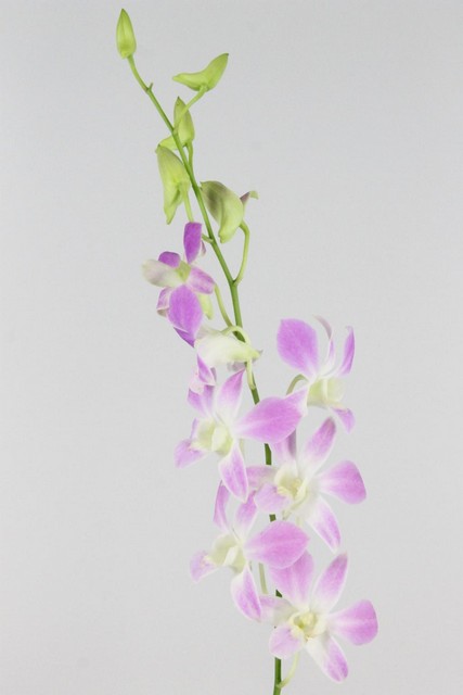 Dendrobium Lucy Pink 45cm