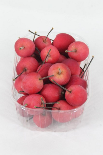 Malus Mini Red Small Per Tray
