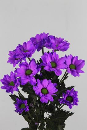 Chrys Spr Bacardi Dyed Lilac