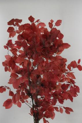 Beech Prepared Dyed Red 70cm 150g