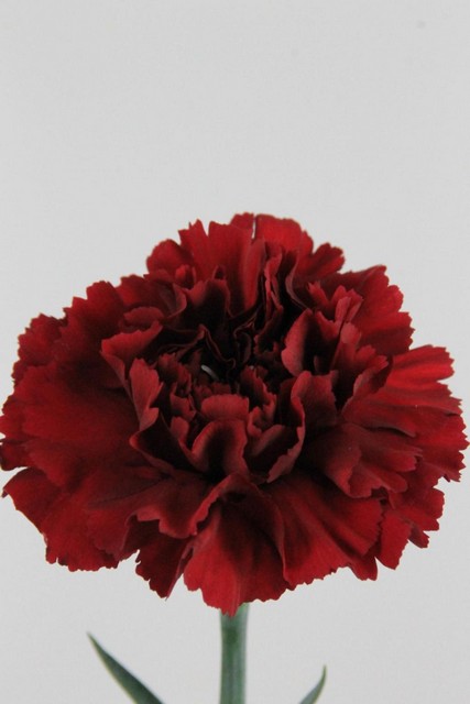 Carnation St Bordeaux 70cm Co