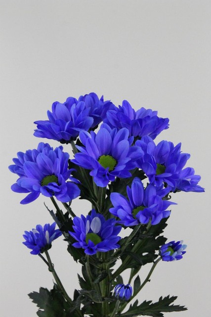 Chrys Spr Bacardi Dyed Dark Blue