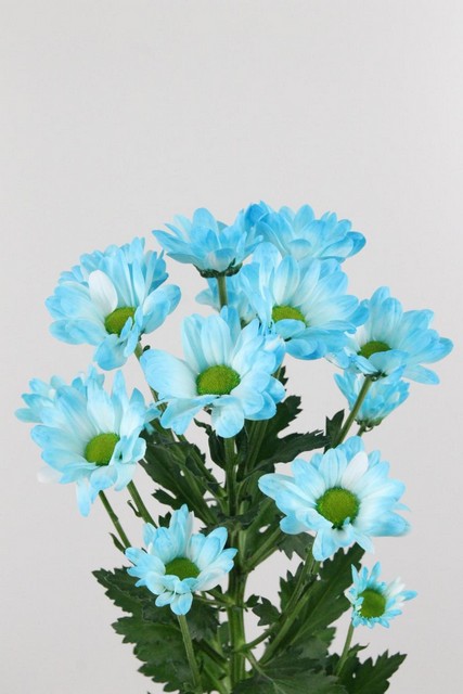 Chrys Spr Bacardi Dyed Light Blue