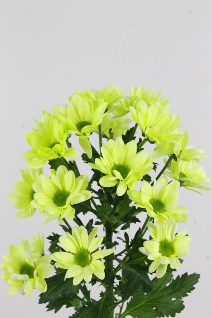 Chrys Spr Bacardi Dyed Green
