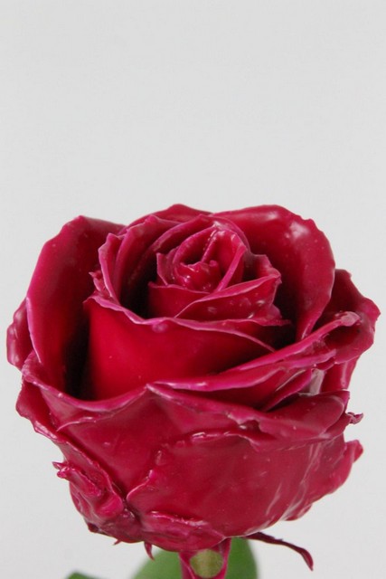 Rose Bg Dyed Waxed Cerise 60cm X10