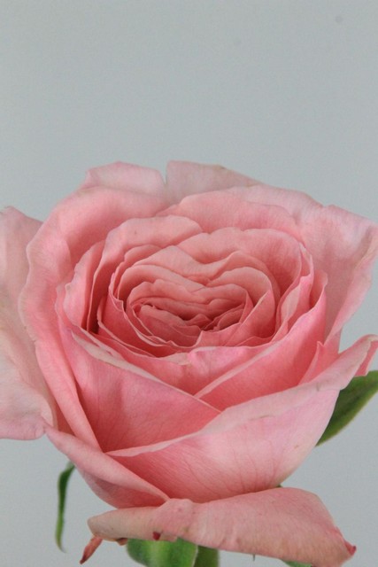 Rose Ec Pink Ohara 50cm
