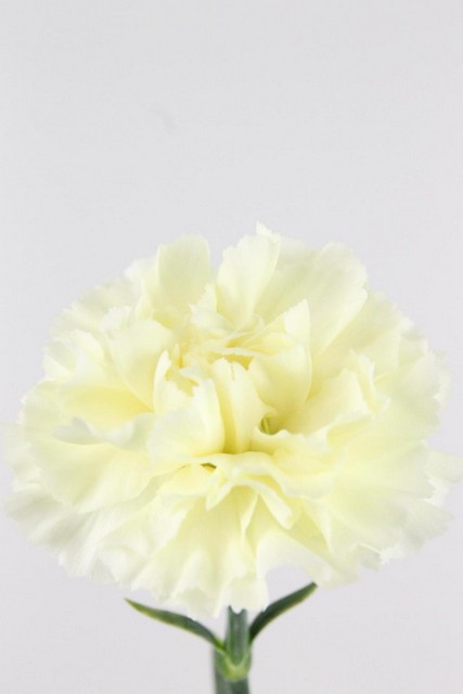 Carnation St Cream 70cm Co