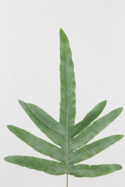 Phlebodium Blue Star 65cm