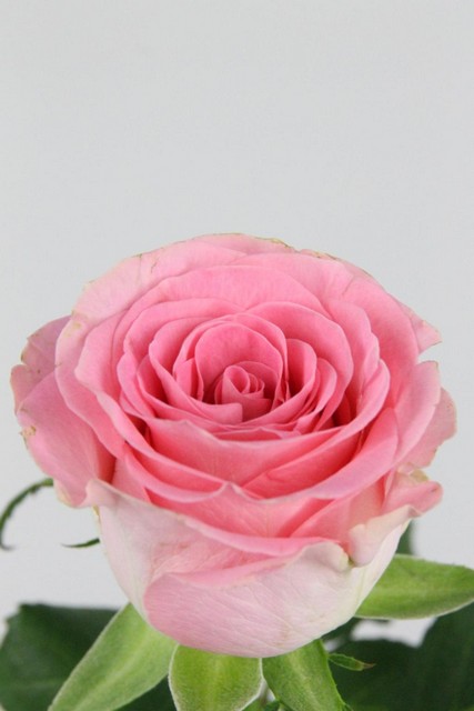 Rose Bg Seductive 60cm X10