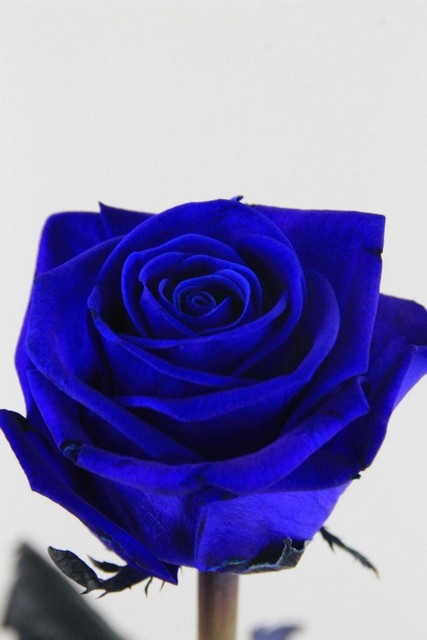 Rose Bg Dyed Blue 70cm