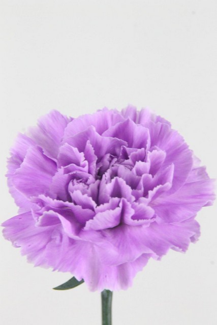 Carnation St Moonaqua 70cm Co
