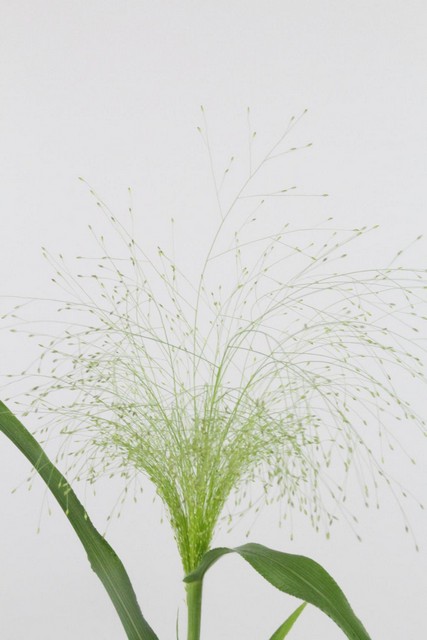 Panicum Fontain Silvergrass 70cm