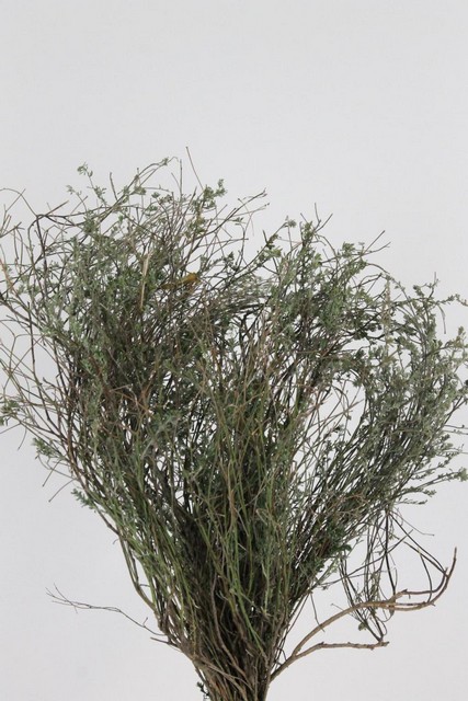Thymus Falso Per Bunch
