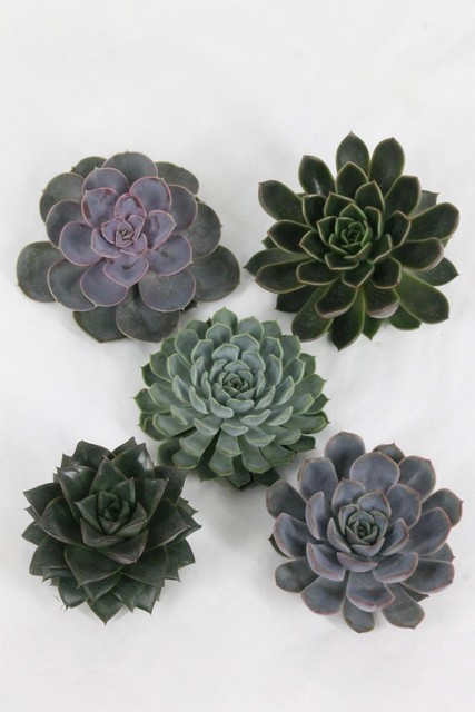 Echeveria Mixed X15 10,5CM