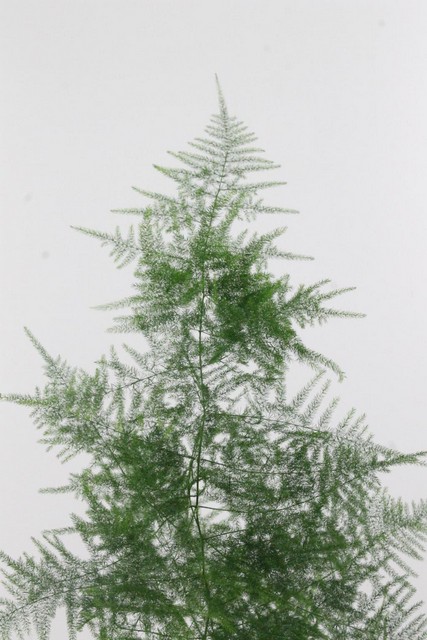 Asparagus Setac 1E Feathers
