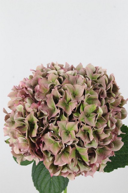 Hydrangea Rodeo Classic 60cm Ø20cm