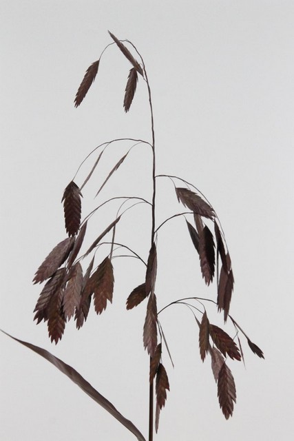 Chasmanthium Dyed Bordeaux
