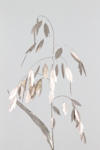 Chasmanthium Dyed Champagne