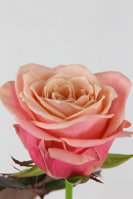 Rose Bg Adele 70cm X10
